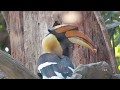 Great Hornbill นกเงือกกก