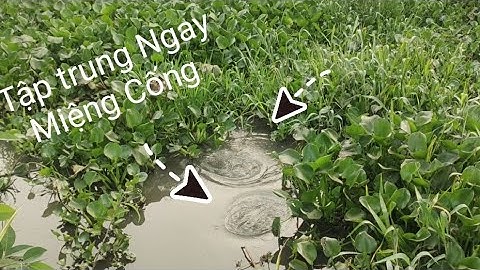 Câu Cá  Ngay Lỗ Cống xã.nhìn thấy mê. #tranchungcuchi