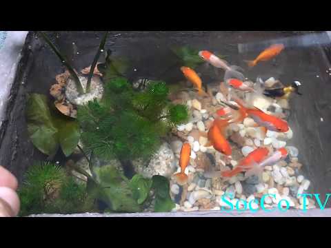 Cách Làm Bể Cá Cảnh Bằng Thùng Xốp Cực Đẹp - Nuôi Cá Ba Đuôi Không Cần Oxy