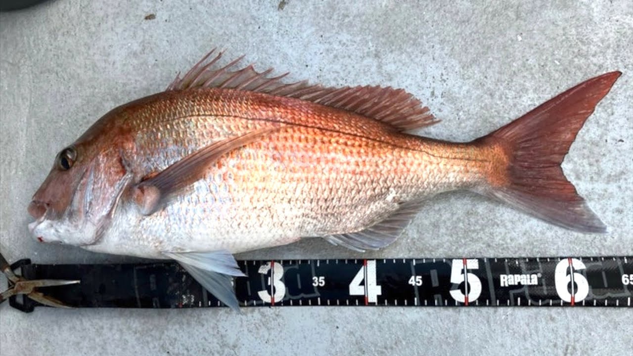 大きいマダイが釣れました【千葉県-勝浦市-川津港-とみ丸】【voicevox】