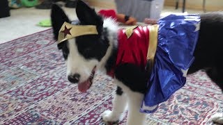 Putting Costumes On Our Puppy