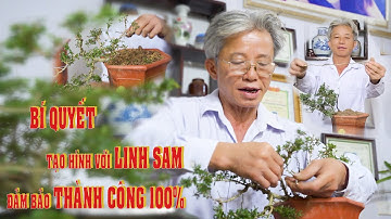 Bí Quyết Tạo Hình với Linh Sam Thành Công 100% l Dương Cây Cảnh