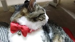 第2弾飼い主の手作り♪リボン付き首輪☆モデル猫ももこ。