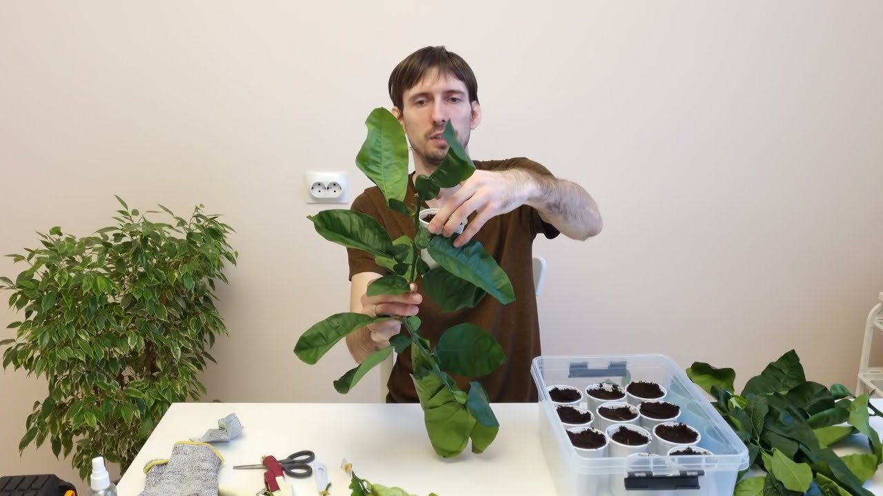 Инновационный способ укоренения и прививки лимона 2 в 1 🍋 | Окулировка при укоренении черенка