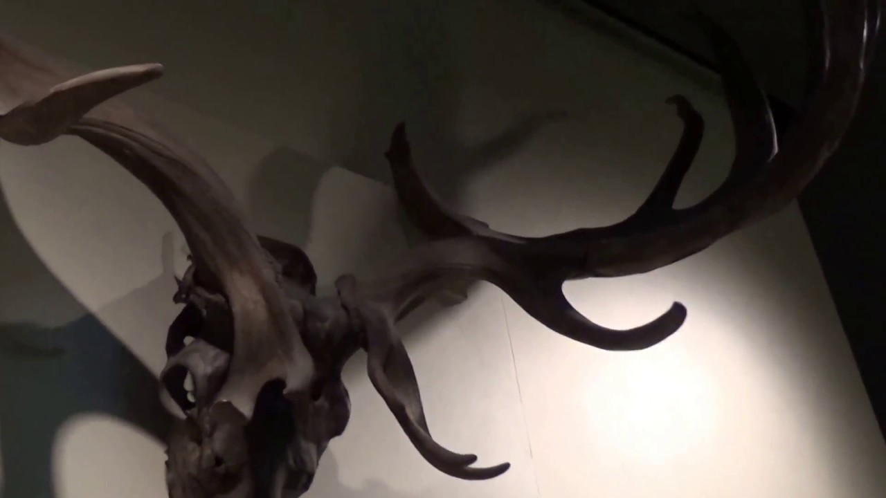 Elk Wide Rack Irish Elk Wide Rack - YouTube