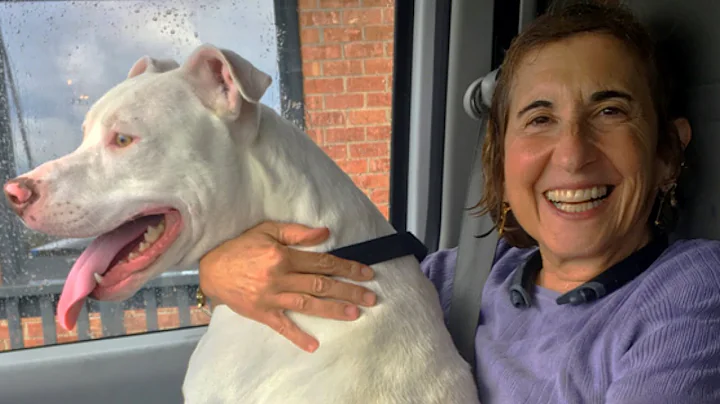 Rescued Pit bull kills its 64-year-old female owner
