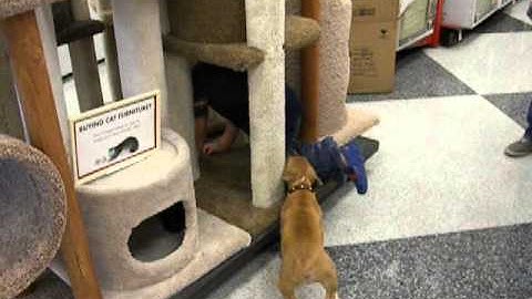 08.16.13 Boldog Nell pit bull puppy in training (obedience)