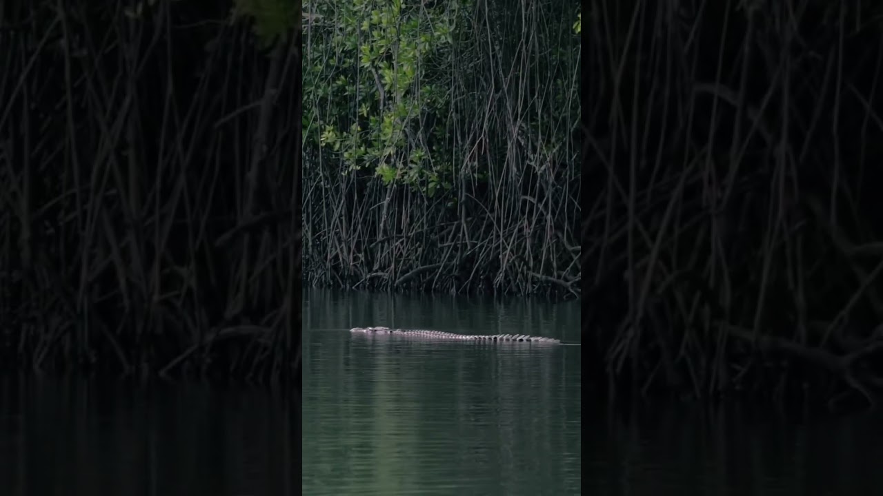 The inhabitants of Daintree Rainforest
