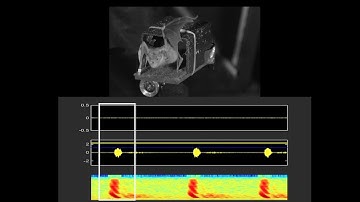 Demonstration of the Lombard effect in bats