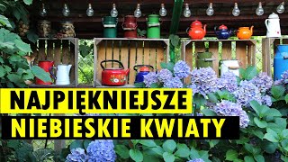 10 najpiękniejszych, niebieskich kwiatów do ogrodu i na balkon 10 najpiękniejszych, niebieskich kwiatów do ogrodu i na balkon