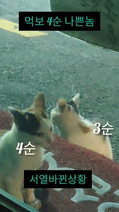 cat-if-you-feed-a-stray-cat-late-youtube
