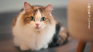 【かわいくて癒やされる!】猫が登場する人気のCM