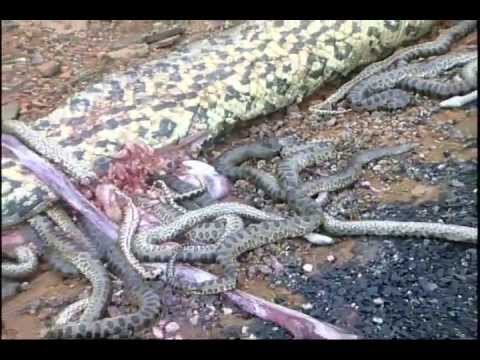 pregnant snake python amazon truck accident