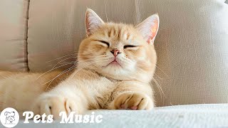 Cat MusicSeparation Anxiety Relief Music for Cats | Cats Favorite Music | Relax Your Pets