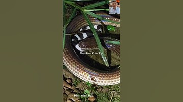 Rắn hổ hành ăn rắn cạp nia cực độc #shortvideo #dongvat #thưgiãn #snake #animals #wildlife