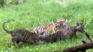 Meet Puteri and Hutan, The Sumatran Tiger Cubs~ San Diego Zoo Safari Park ~ 10/15/2023