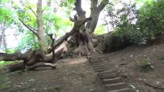 The Chained Oak Alton Towers