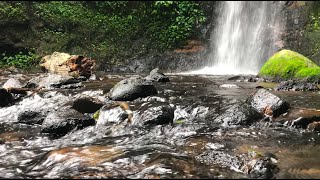 Calming river sounds, birds chirping, best sounds of nature, ASMR