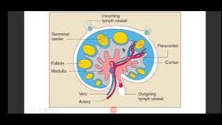 Structure and function of Immune system IMMUNOLOGY  Microbiology