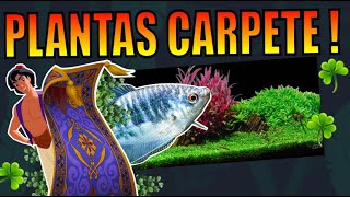 TOP 5: PLANTAS CARPETE ( PARA AQUÁRIOS ) |Mr. Betta|