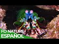 El Mundo Salvaje: La Gran Barrera de Coral | Free Documentary Nature -  Español