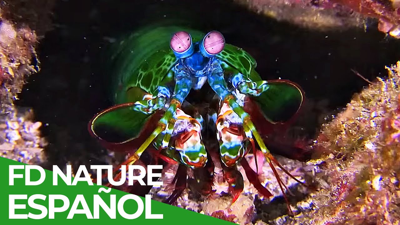 El Mundo Salvaje: La Gran Barrera de Coral | Free Documentary Nature