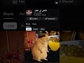 سينا بلاد الحريه مرحبا كل البدوان