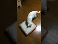自らオープンサンドになる白猫てんちゃん