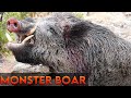 DEV AZILI YABAN DOMUZU AVLARI-  Gigantic Hog! BIGGEST Boar I have ever shot with a BOW!!! (308)