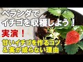 イチゴの育て方 ベランダで収穫しよう 甘い苺の作り方 受粉 肥料 鉢植え