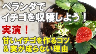 イチゴの育て方 ベランダで収穫しよう 甘い苺の作り方 受粉 肥料 鉢植え