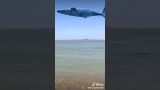 شاهد قفزه الحوت الازرق في عدن لن تصدق وكانه يطير صوت الحوت الازرق مخيف للغايه من علامه يوم القيامه😱