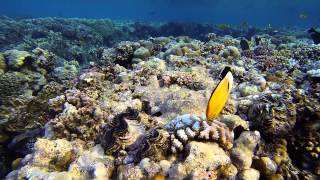 Red Sea Snorkelling and Diving, Marsa Alam, Egypt. September 2014