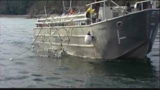 West Coast Fishing - Gillnet Herring
