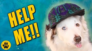 My Border Collie is Crazy by The Dog Vlog 1,841 views 3 years ago 9 minutes, 43 seconds