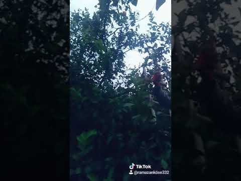 6 Aralık 2018