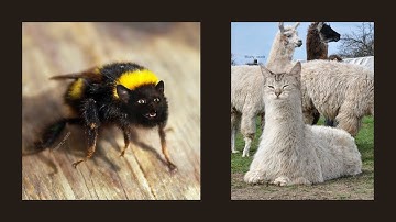 Animals with Cat Faces | 1 Minute Timer with Music | Dino Cave Studio