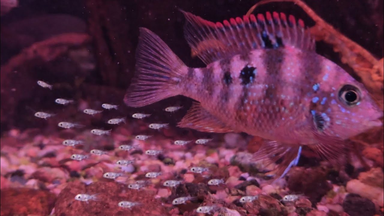 How to Breed Ellioti Cichlids Successfully – Step by Step guide. Watch Ellioti Cichlids Eggs to Fry