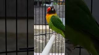 Lovebird Singing Lovebird Voice Fisher Sound birds lovebird fisher voice singings