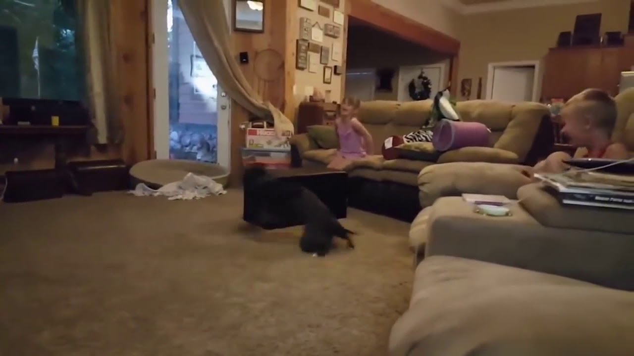 meme 5 spinning dog YouTube