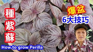 6Tips to Grow Perilla | Mars Hydro 