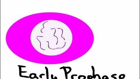 iPad Animation using DoInk Animation & Drawing App: Cell Mitosis for Science Class