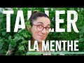Comment tailler sa menthe   tuto