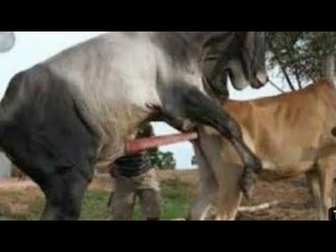 amezing big bull and small cow mating successful || cow crossing