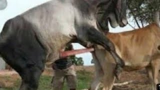 amezing big bull and small cow mating successful || cow crossing