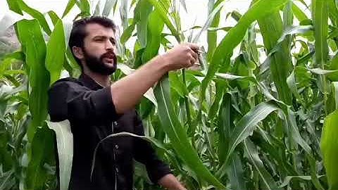 Growth parameters in maize