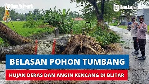 Hujan Deras dan Angin Kencang Terjang Kota Blitar, Belasan Pohon Tumbang