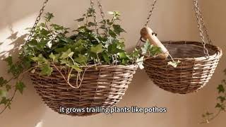 Vintage Dark Brown Hanging Wicker FlowerBasket Specially for Wall Trailing GreenPlants