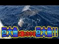 釣れた巨大GTに更なる巨大魚が襲いかかる!? 釣りAQUA