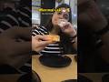 Cafe in OFFICE 🍕🍷🌸 #explore #youtube #trending #vlog #relatable #viral #shorts #corporate #office